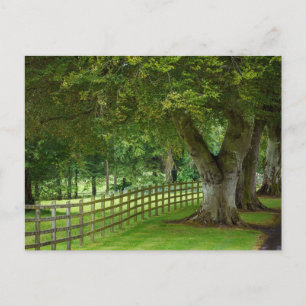 Carte Postale Baumallee en Irlande