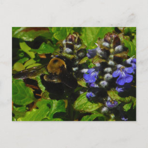 Carte Postale Baume d'abeille pourpre et bourdon