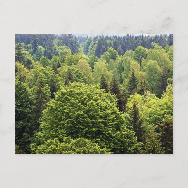 Carte Postale Bayerischer Wald (Devant)