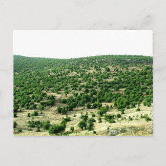 Carte Postale Bcharre, Liban