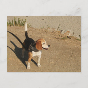 Carte Postale Beagle