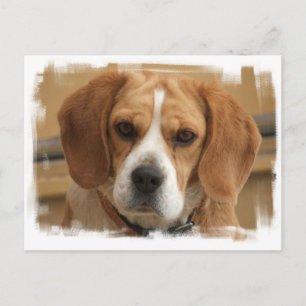 Carte postale beagle