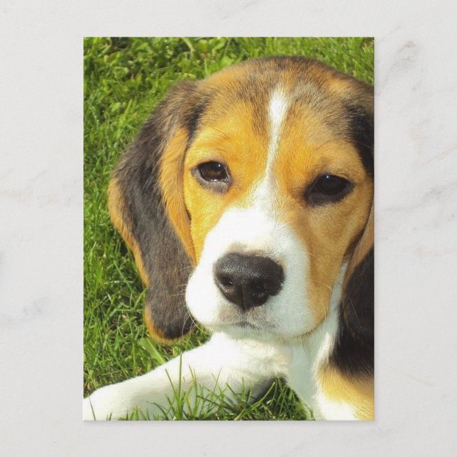 Carte postale beagle (Devant)