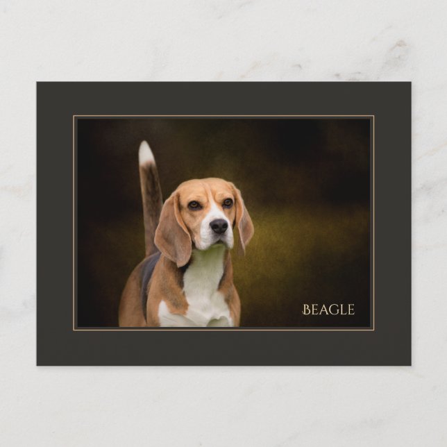 Carte postale beagle (Devant)