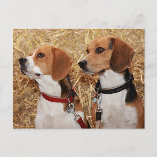 Carte Postale beagle (Devant)
