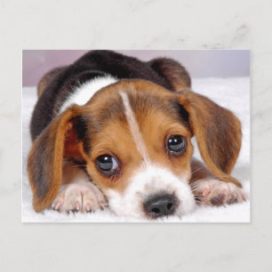 Carte Postale beagle