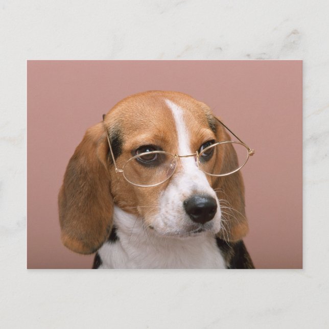 Carte Postale Beagle avec lunettes (Devant)