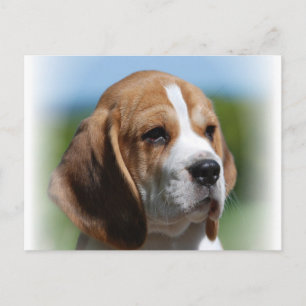Carte postale beagle Puppy