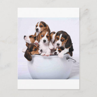 Carte Postale Beagles dans le seau