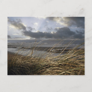 carte postale beale reeds