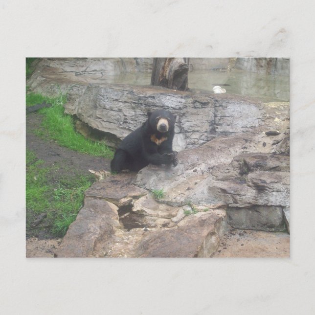 Carte Postale bear (Devant)