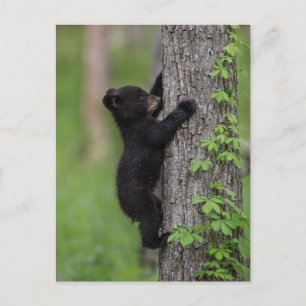 Carte Postale Bear Cub
