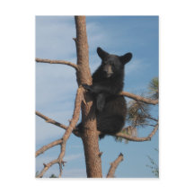 Bear Cub Dans Un Arbre
