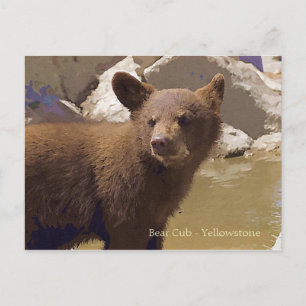 Carte Postale Bear Cub, Yellowstone