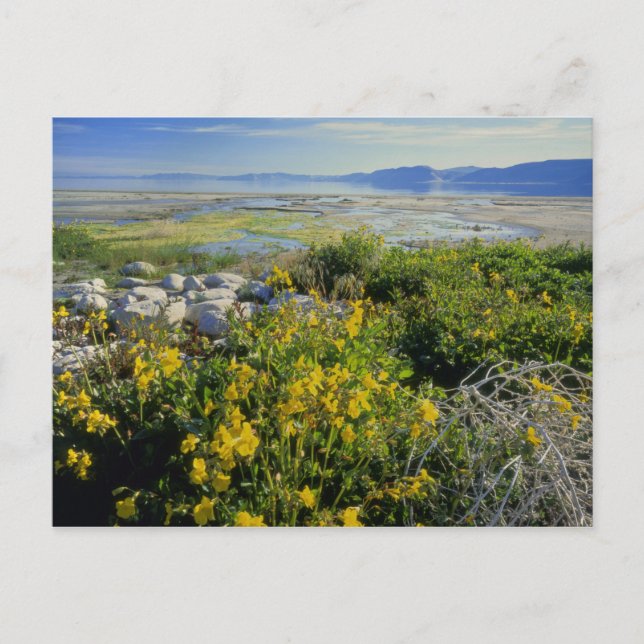 Carte Postale BEAR LAKE, UT, US, fleur de singe et algues, (Devant)