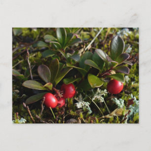 Carte Postale Bearberry, île de l'Unalaska