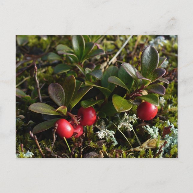 Carte Postale Bearberry, île de l'Unalaska (Devant)