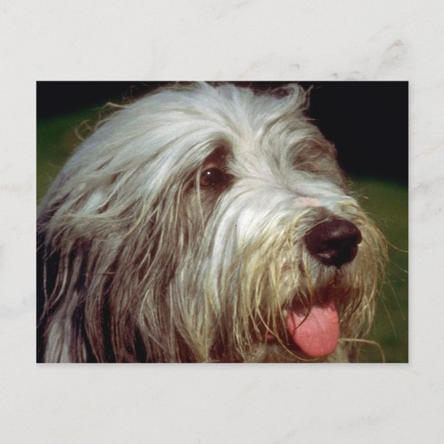 Carte Postale Bearded Collie (Devant)