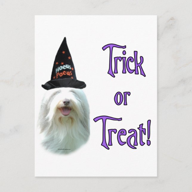 Carte Postale Beared Collie Trick (Devant)