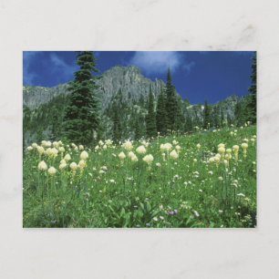 Carte Postale Beargrass au lac Eunice, Mt. Rainier NP, WA,