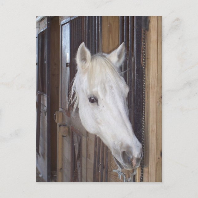 Carte Postale Beau (Devant)