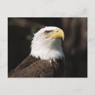 Carte Postale Beau Aigle Bald...