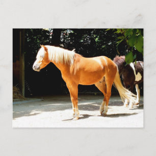 Carte Postale Beau animal de cheval