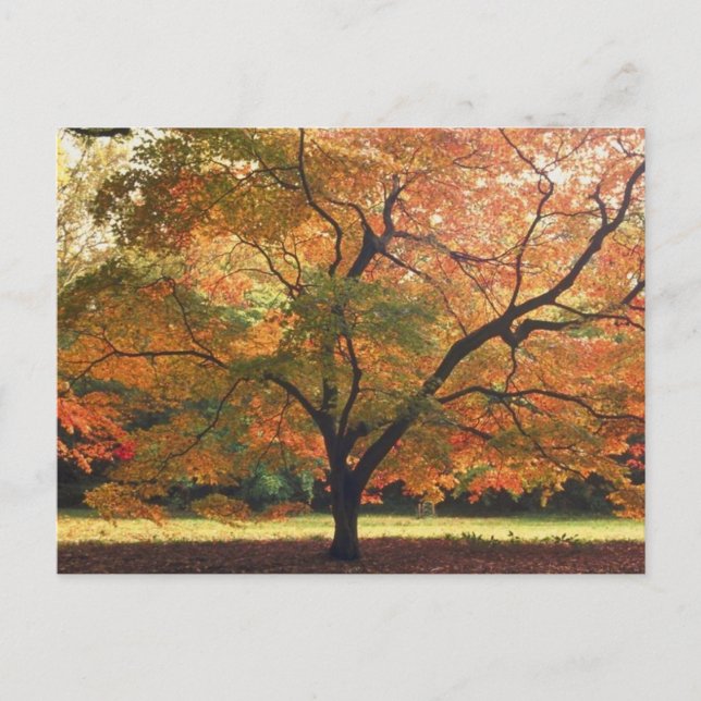 Carte Postale Beau arbre d'automne (Devant)