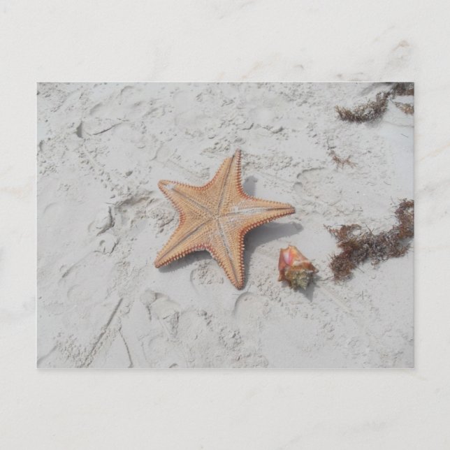 Carte postale Beau Bahamas Starfish Shell (Devant)