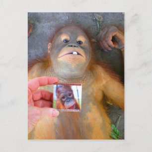 Carte Postale Beau bébé Zazzle Fan
