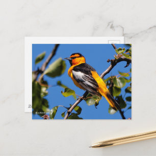 Carte Postale Beau Bullock's Oriole the Pear Tree