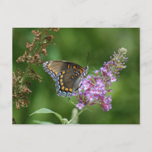 CARTE POSTALE BEAU BUTTERFING