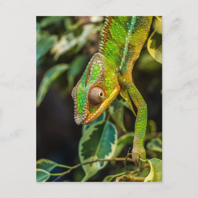 Carte Postale Beau caméléon vert (Devant)