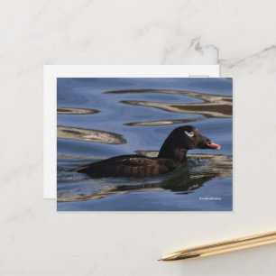 Carte Postale Beau canard à queue blanche à l'orée de la jetée