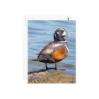 Beau canard arlequin sur le rocher