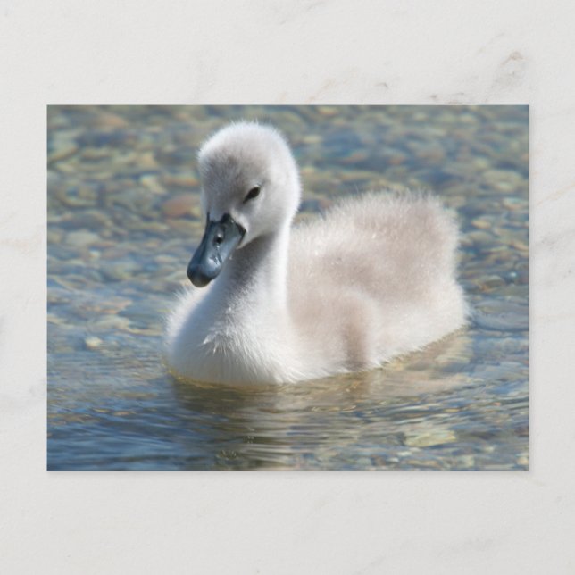 Carte Postale Beau Canard de cygne muet (Devant)