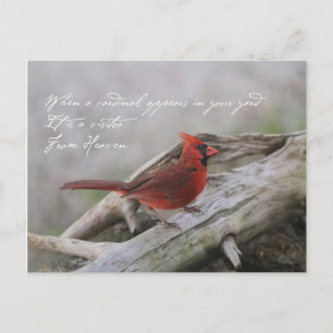 Carte Postale Beau cardinal à dire