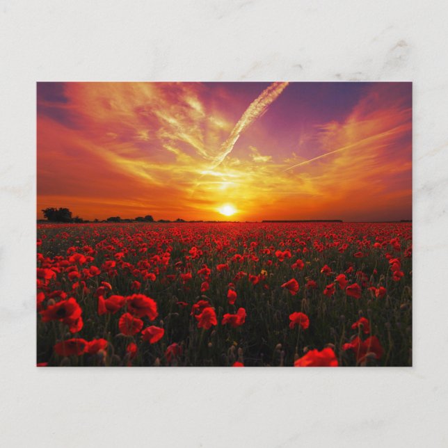 Carte Postale Beau champ de fleur de pavot rouge coucher de sole (Devant)