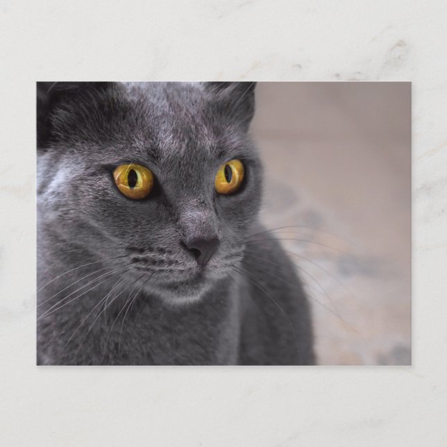 Carte Postale Beau chat bleu russe aux yeux dorés (Devant)