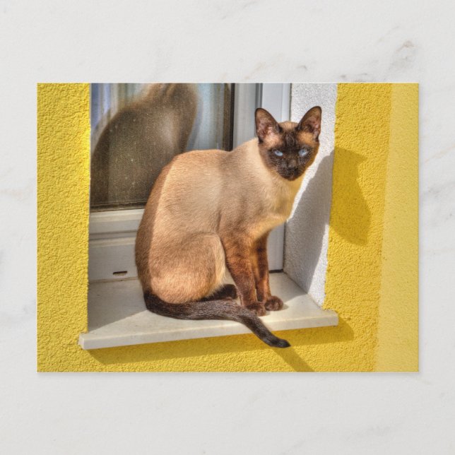 Carte Postale Beau Chat Siamais (Devant)