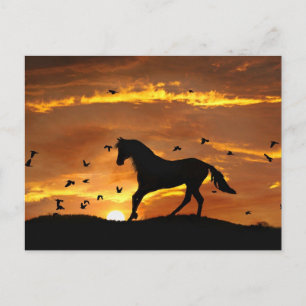 Carte Postale Beau Cheval au coucher du soleil