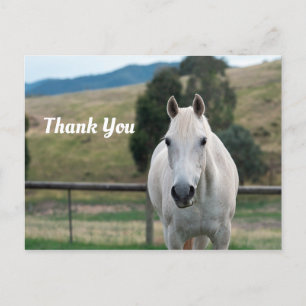 Carte Postale Beau Cheval Blanc Appaloosa Photo Merci