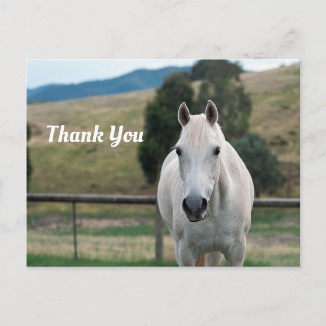 Carte Postale Beau Cheval Blanc Appaloosa Photo Merci (Devant)