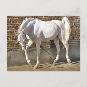 Carte Postale Beau cheval blanc arabe