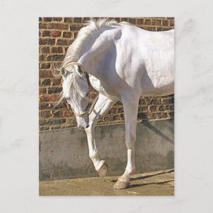 Carte Postale Beau cheval blanc arabe