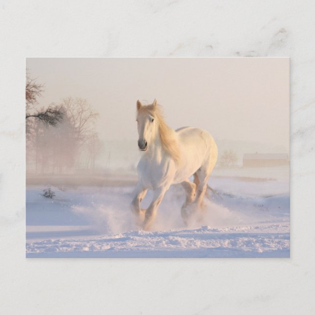 Carte Postale Beau Cheval Blanc Courir dans la neige (Devant)
