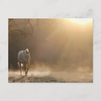 Carte Postale Beau Cheval dans les cadeaux Sunlight
