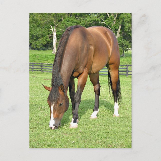 Carte Postale Beau cheval de baie (Devant)
