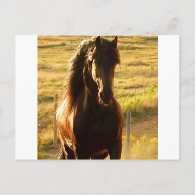 CARTE POSTALE BEAU CHEVAL FRIÉSIEN (Devant)