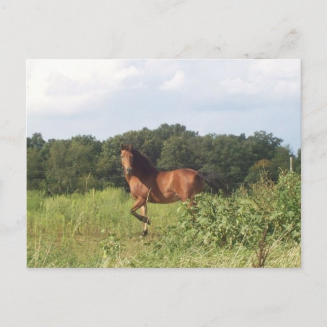 Carte Postale Beau Cheval Sur Le Paysage De Campagne Photo (Devant)